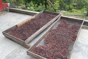 Tag på tur på oprindelige stier, kaffe ☕️, kakao, vandfald – Minca