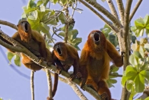 Tag på tur på oprindelige stier, kaffe ☕️, kakao, vandfald – Minca