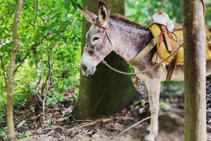 Tag på tur på oprindelige stier, kaffe ☕️, kakao, vandfald – Minca