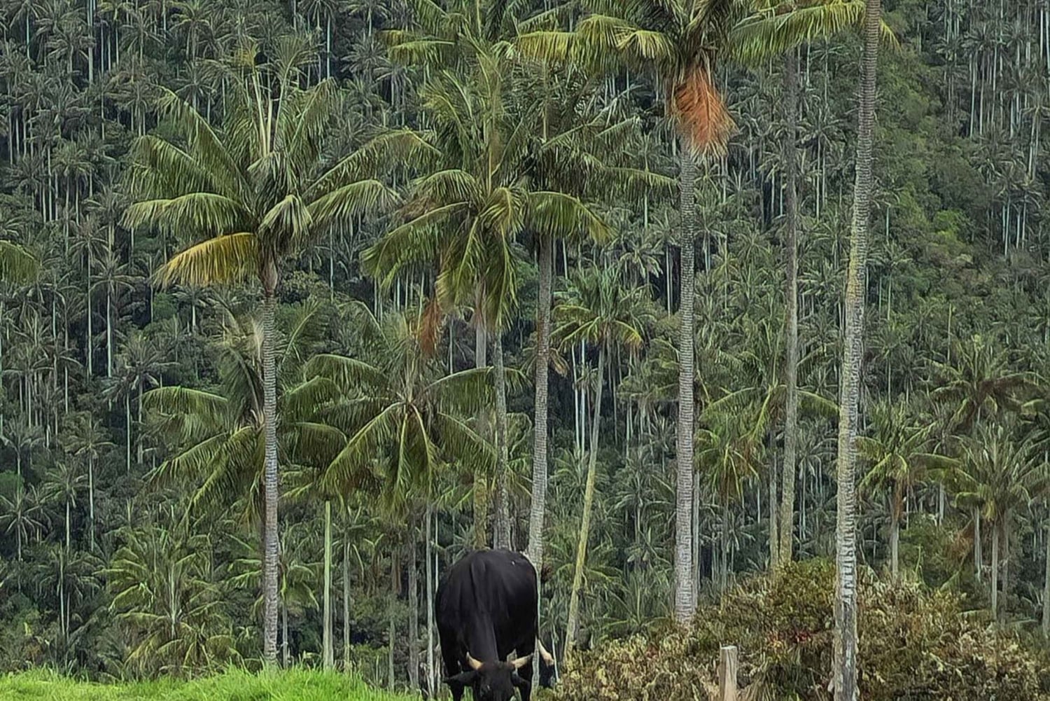 ラ・カーボネラのパルマ・デ・セラの森ツアーをご案内します