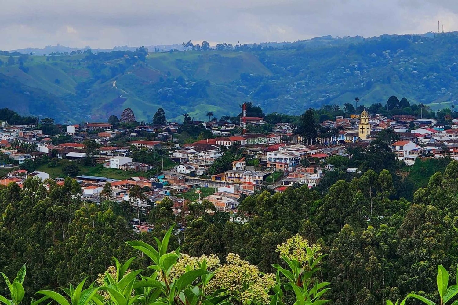 ラ・カーボネラのパルマ・デ・セラの森ツアーをご案内します