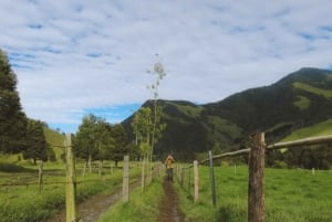 Trekking/Hiking in the Cocora Valley from Pereira or Armenia