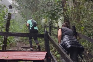 Trekking/Hiking in the Cocora Valley from Pereira or Armenia