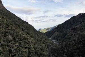 Trekking/Hiking in the Cocora Valley from Pereira or Armenia