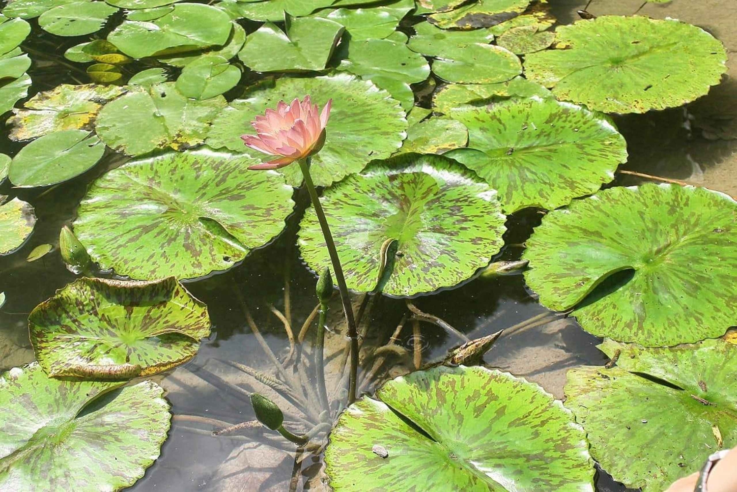 Turbaco: Opplev den botaniske hagen