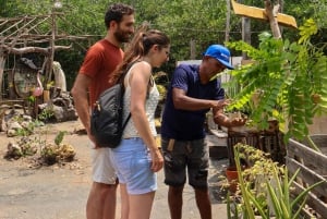 Typical lunch on beach, mangrove tour & fishing with natives