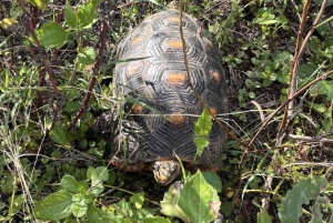 Excursión en UTV y a caballo con vistas de la fauna salvaje desde Cartagena