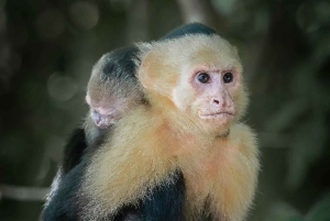 Excursión en UTV y a caballo con vistas de la fauna salvaje desde Cartagena