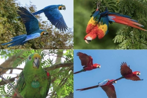 Villanueva: visite au coucher du soleil de la Fundación Loros avec dégustation de vin