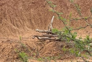 Villavieja: Tatacoa Wüste Reiten Tour