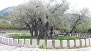 Old Olive Tree, Photo by SanjaMitrovic.me