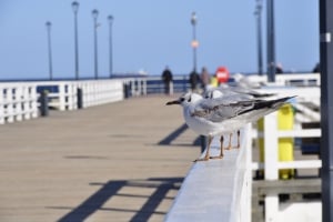 BRZEZNO BEACHES AND PIER GDANSK