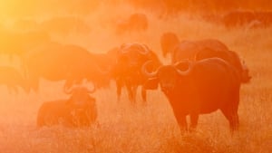 Best time to visit Botswana