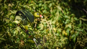 Best time to visit Botswana