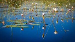 Best time to visit Botswana