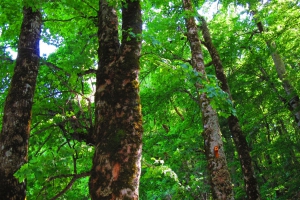 Biogradska Gora National Park