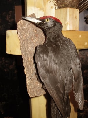 Biogradska Gora National Park