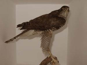 Biogradska Gora National Park