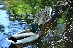 Botanical garden - Jevremovac