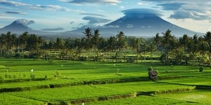 Central Bali South  - The Plains