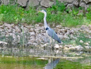 One of the Birds on Skadar Lake - Heron