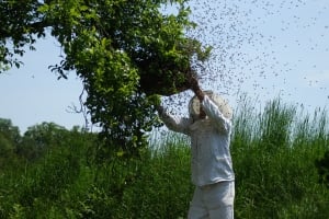 Crmnica - A Wine Region in Montenegro