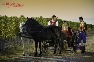 Wine Roads, Photo: Plantaze