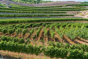 A Private Vineyard in Montenegro
