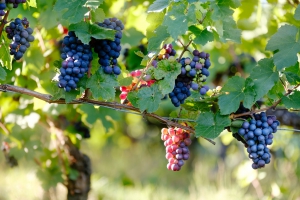 Vranac Grapes