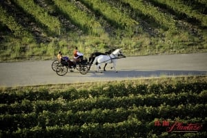 Wine Roads, Photo: Plantaze