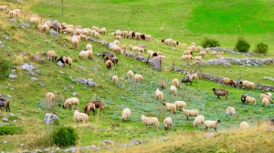 Durmitor National Park
