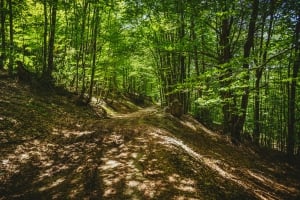 Trebjesa Hill Path by dronestudio.me