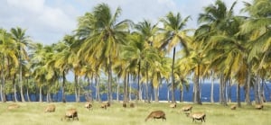 Black Belly Sheep at Cove Bay