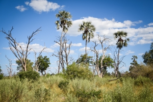 Photos of Botswana