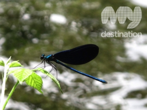 Skadar Lake Fauna and Flora