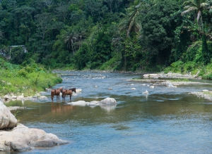 Horses in River, Utuado, Puerto Rico