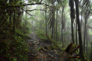 El Yunque Rainforest of Puerto Rico
