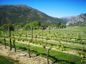 Gibbston - Photos of Queenstown