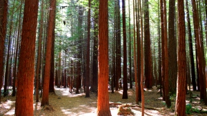 The Redwoods
