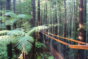 Redwoods Treewalk