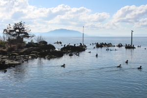 Mokoia Island - Photos of Rotorua