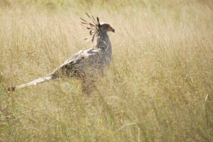 The Secretary Bird Ngamo Plains Hwange