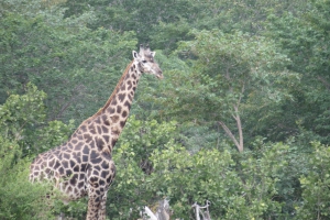 Beautiful Male Giraffe Ngamo Plains Hwange