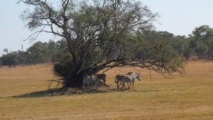 View from Wild Geese Lodge Harare
