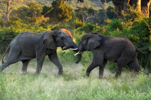 Elephants at Chilo Safari Lodge Lowveld