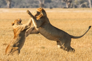 Young Lions Fighting - Bomani - Imvelo Safari Lodges Hwange