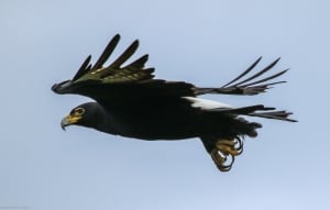 Black Eagle - Little Gorges Lodge Victoria Falls - Imvelo Safari Lodges