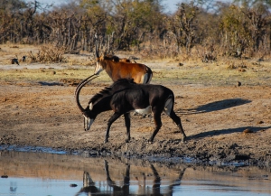 Sable Antelope - Nehimba Lodge Hwange - Imvelo Safari Lodges