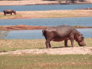Hippo - Lake Kariba