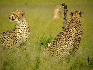 Cheetahs - Somalisa Camp Hwange African Bush Camps